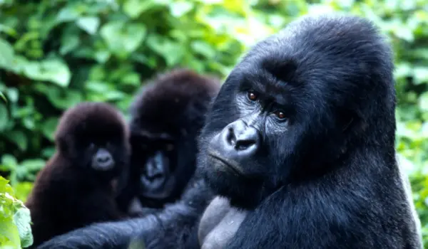 Congo Gorilla Trekking Safaris & Tours In Virunga National Park 2024