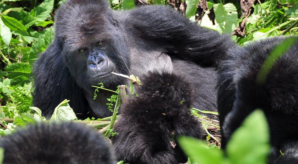 How Much Does It Cost To Trek Mountain Gorillas Gorilla Trekking Price