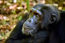 Where are mountain Gorillas in Uganda?