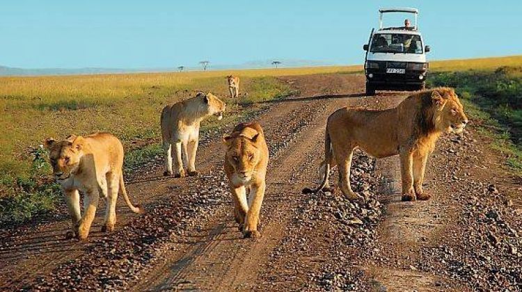 Murchison falls national park