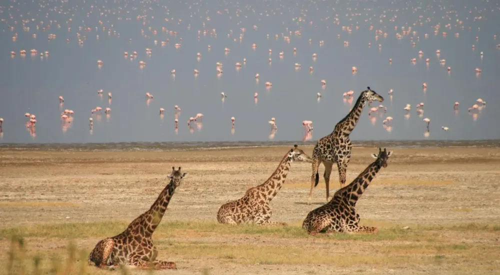 Rothschilds Giraffes In Uganda