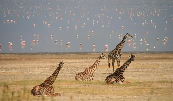 Rothschilds Giraffes In Uganda