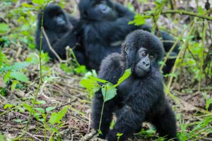 2 Days Bwindi Gorilla trekking Safari