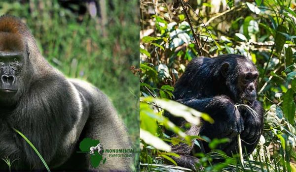 4 Day Rwanda Gorilla And Chimpanzee Trekking Safari