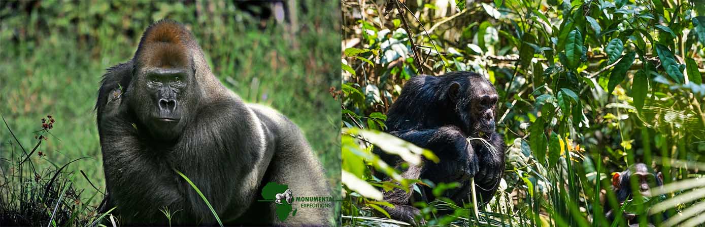 4 Day Rwanda Gorilla and Chimpanzee Trekking Safari