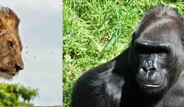 6-day Uganda Gorilla And Wildlife Safari