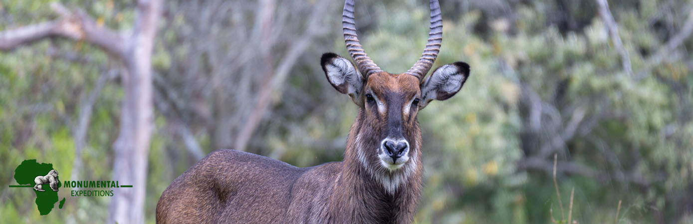 3 Days Samburu National Reserve Flying Safari