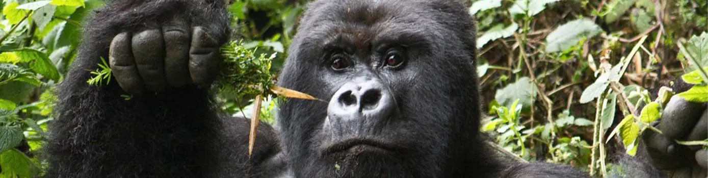 FACTS ABOUT MOUNTAIN GORILLAS