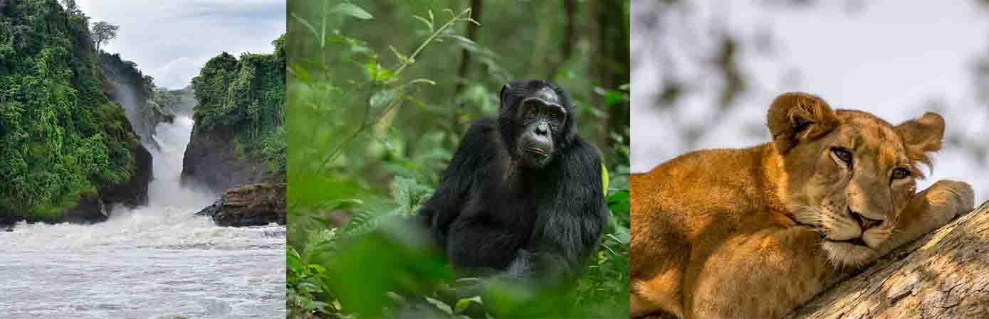 18 Days Uganda Wildlife Safari