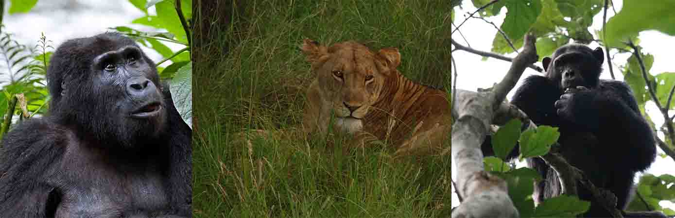 8 Days Uganda Primates and Wildlife Safari