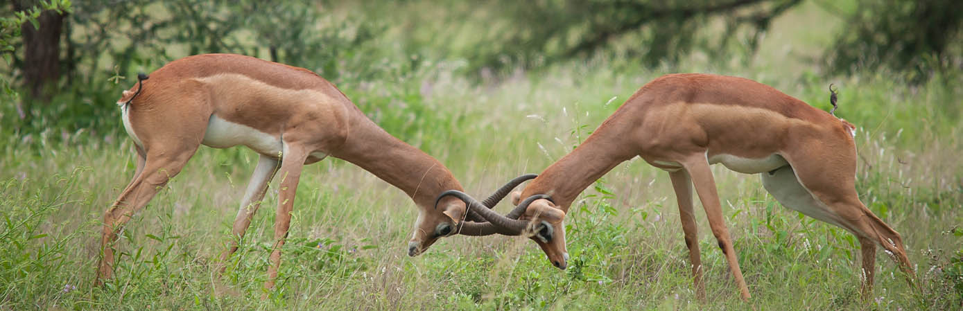 Antelopes in Uganda