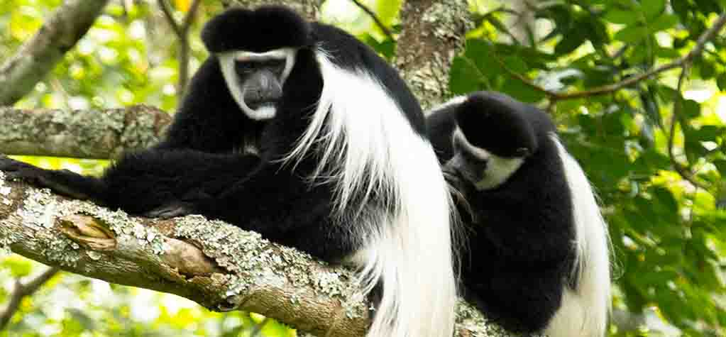 Black and White Colobus