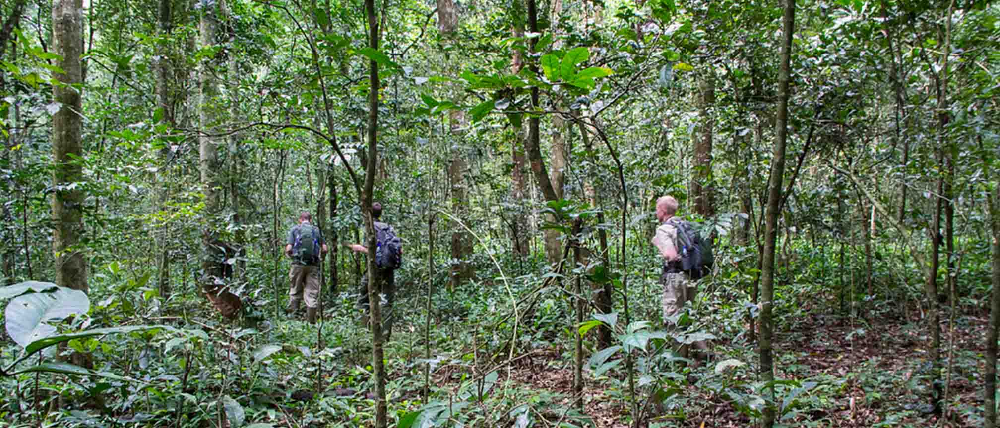 Safari Activities at Kibale Forest National Park