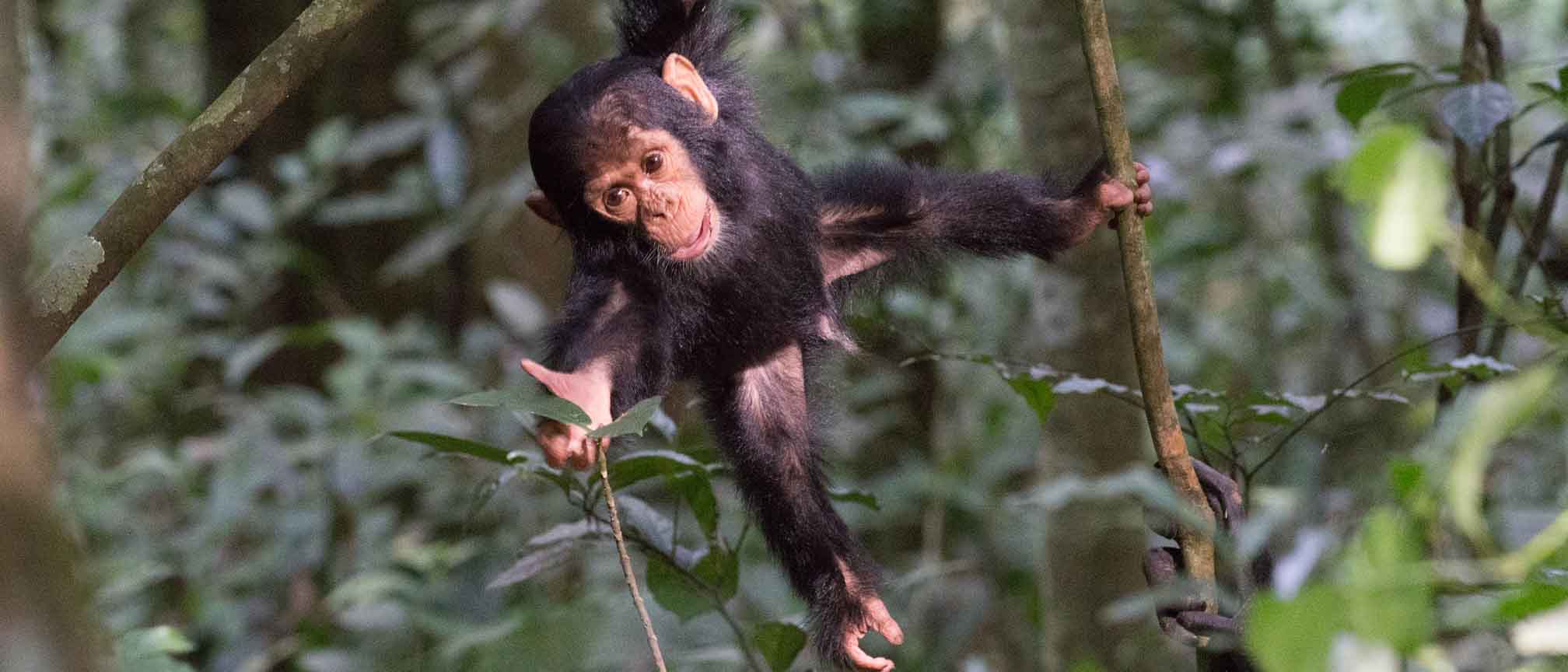 The Animals of Kibale Forest National Park