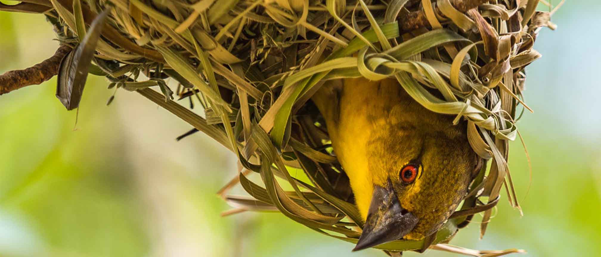 https://www.gorillatrackings.com/kibale-forest-national-park/