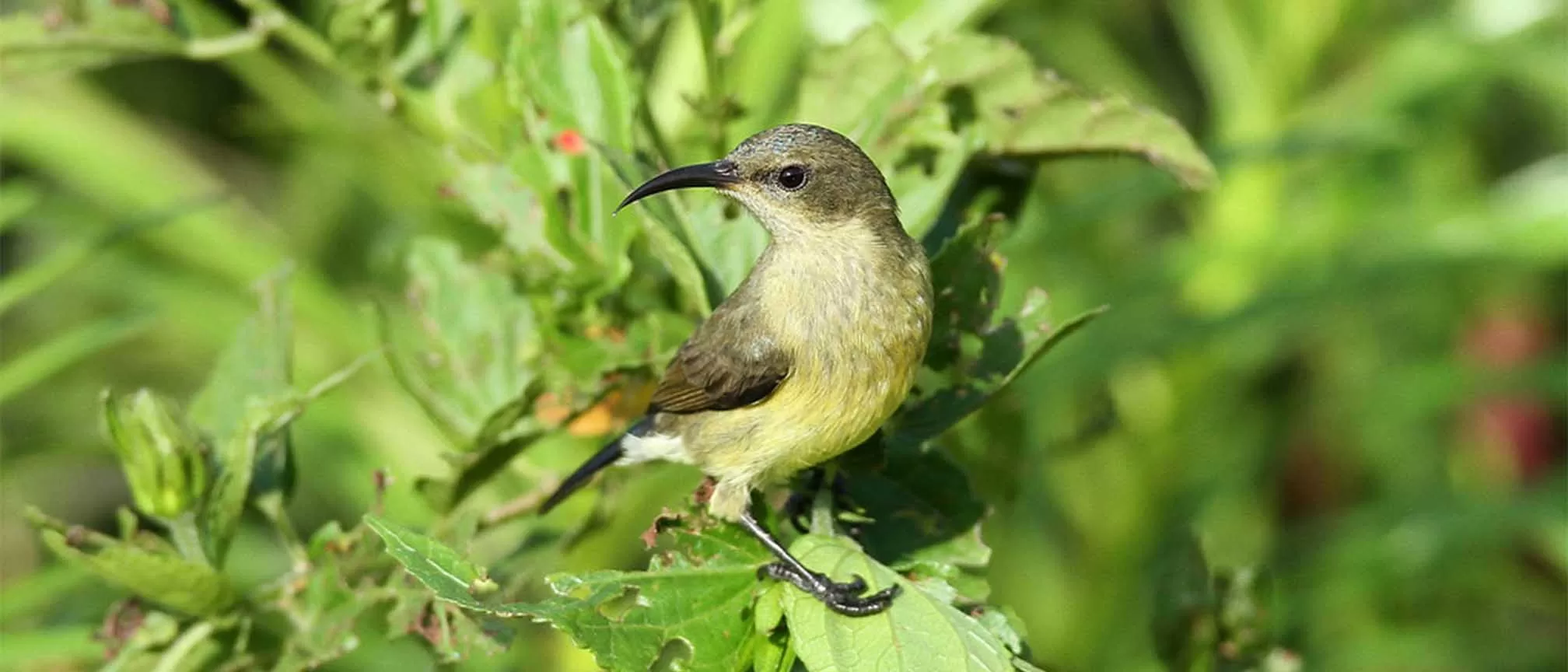 The Birds of Kibale Forest National Park