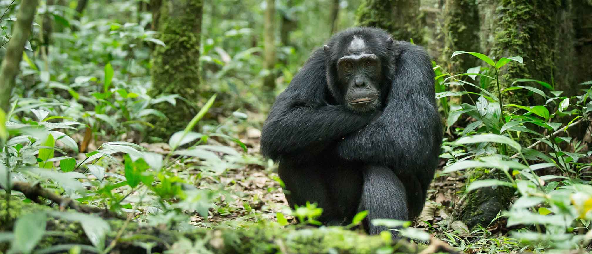 Chimpanzee Habituation at Kibale Forest National Park