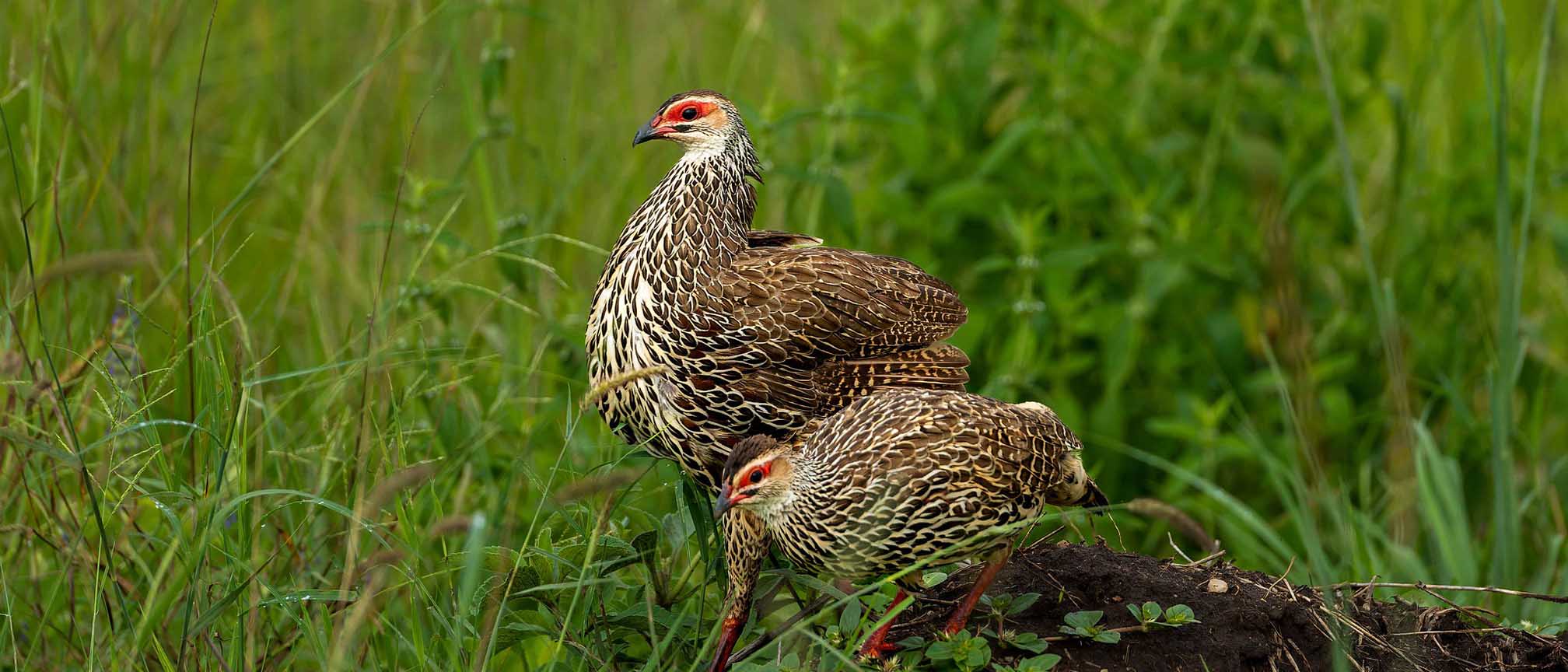 Birding at Kidepo Valley National Park