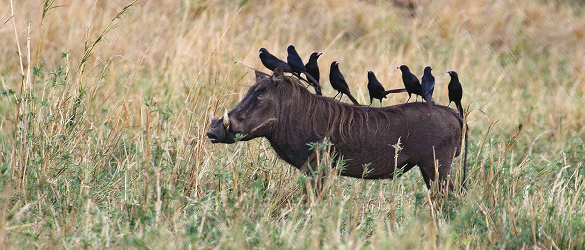 Things to do at kidepo valley national park