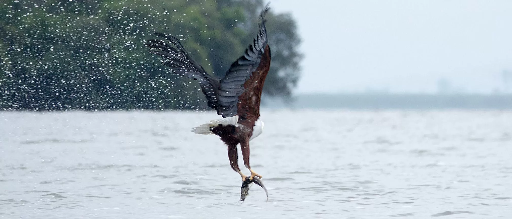 The Birds of Lake Mburo National Park