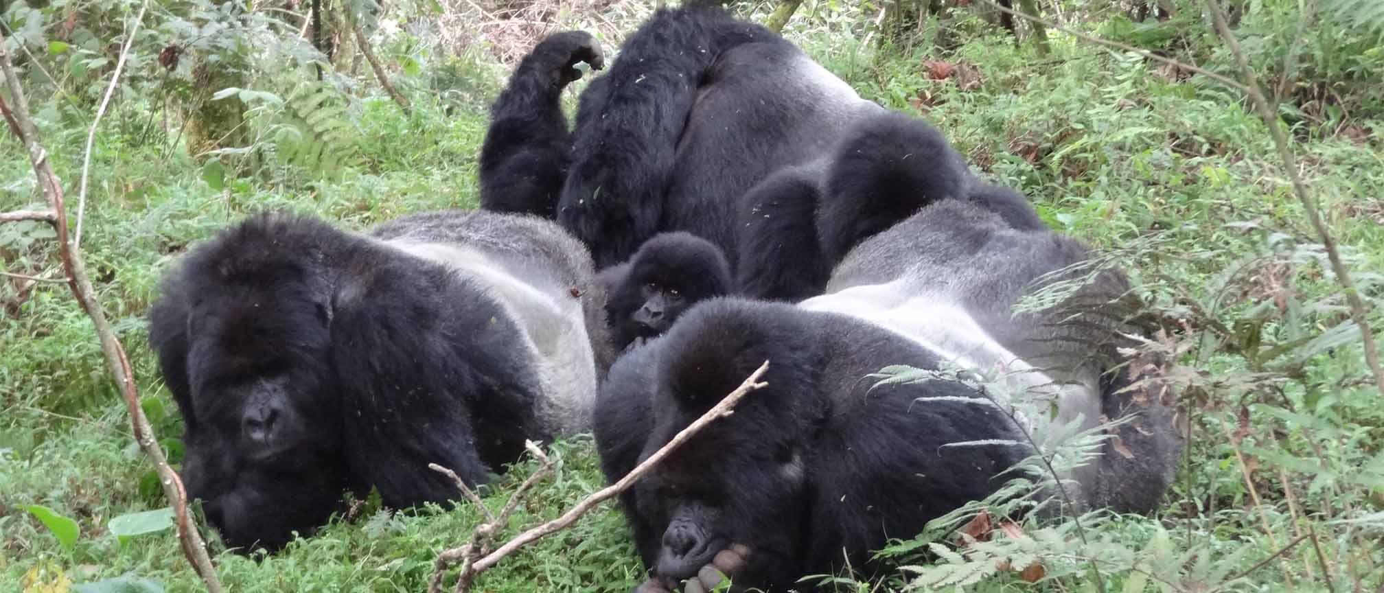 https://www.gorillatrackings.com/mgahinga-gorilla-national-park/