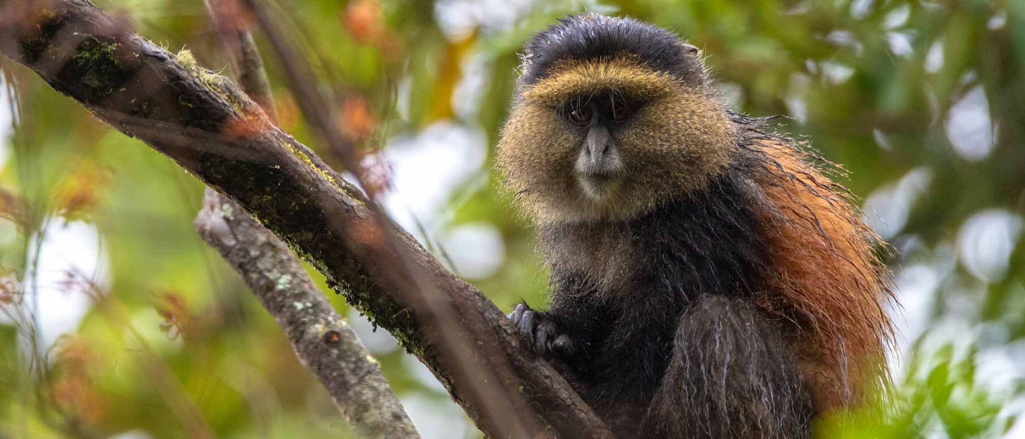 Golden Monkey Trekking and Habituation