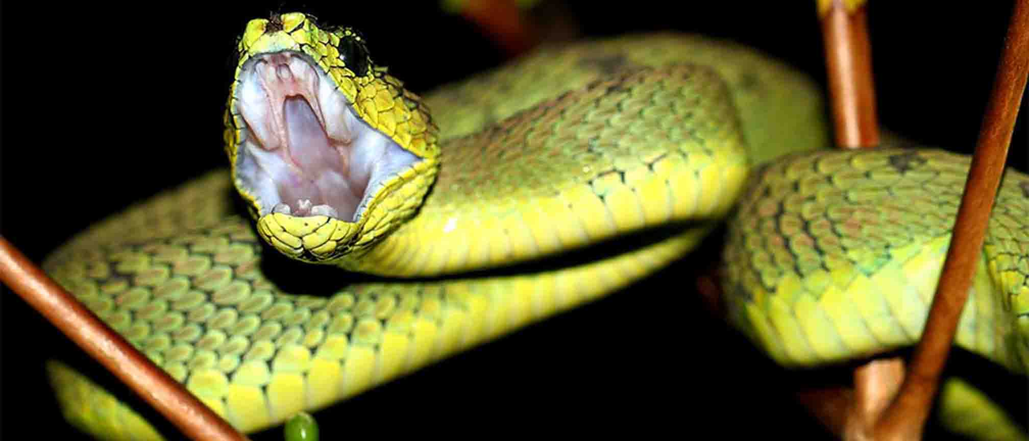 Wildlife at Rwenzori Mountains National Park