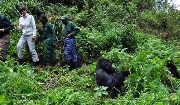 Eco Tourism: Saving Mountain Gorillas In Africa