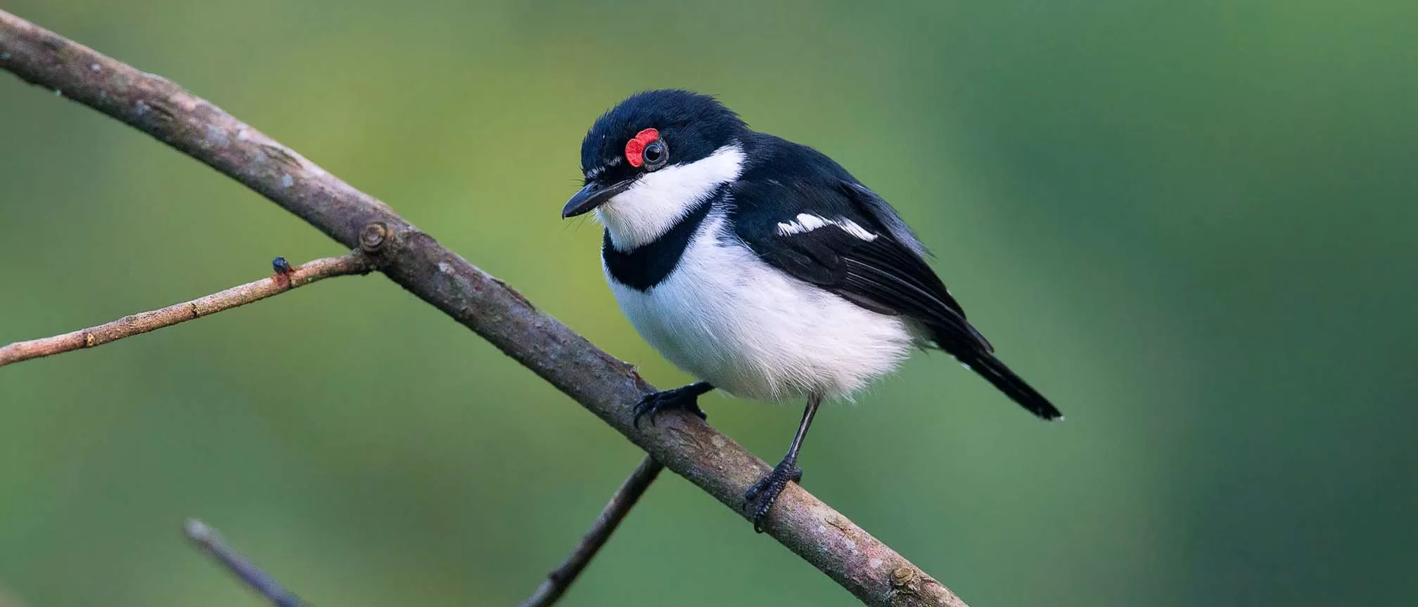 birding at bwindi forest 