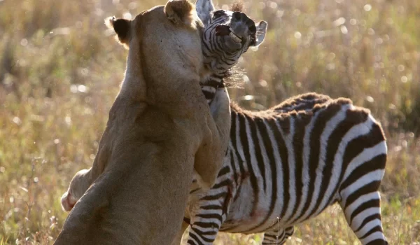 Adventure Meets Romance: Discovering The Best African Safari Tours For Couples