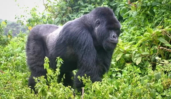 Gorilla Habituation Experience In Uganda