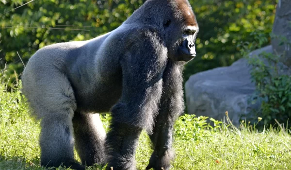 Where To See Gorillas In Africa: Best Gorilla Watching Holidays