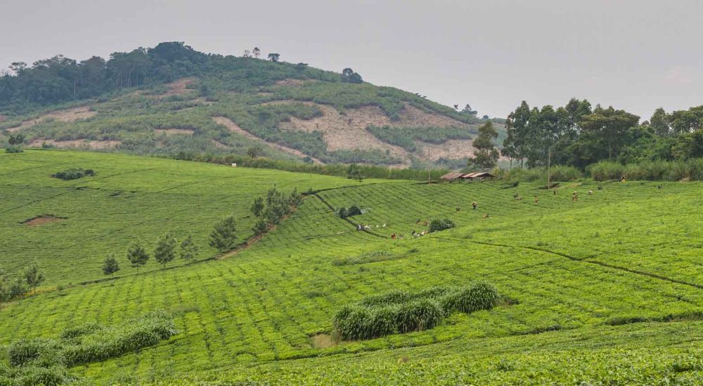Exploring The Flourishing Landscape Of Agro-Tourism In Uganda