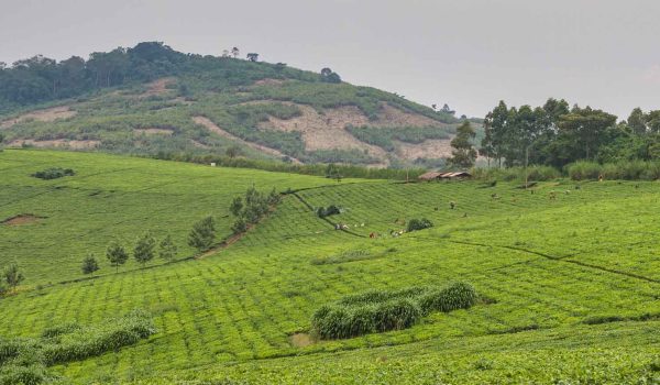 Exploring The Flourishing Landscape Of Agro-Tourism In Uganda