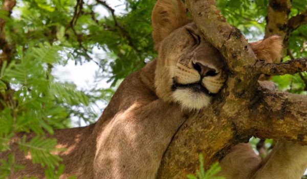 Exploring The Enigma Of Tree-Climbing Lions In Uganda's Queen Elizabeth National Park