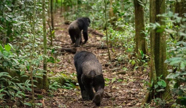 10 Convincing Reasons To Go Chimpanzee Trekking In Kibale Forest National Park