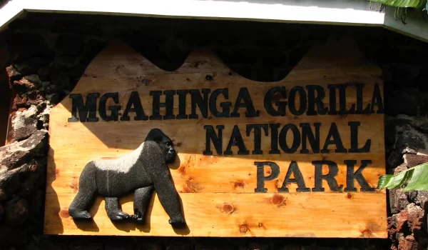 Gorilla Trekking In Bwindi Vs. Mgahinga: A Primate Adventure Comparison