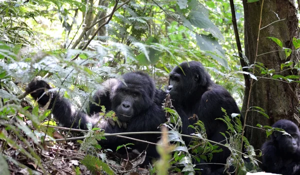 10 Compelling Reasons To Go Gorilla Trekking In Uganda