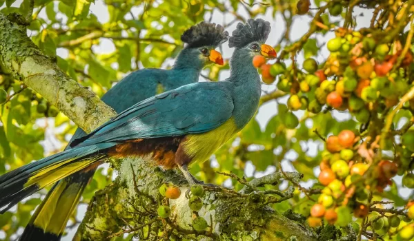 Bigobi Wetland: Birding At Kibale Forest National Park