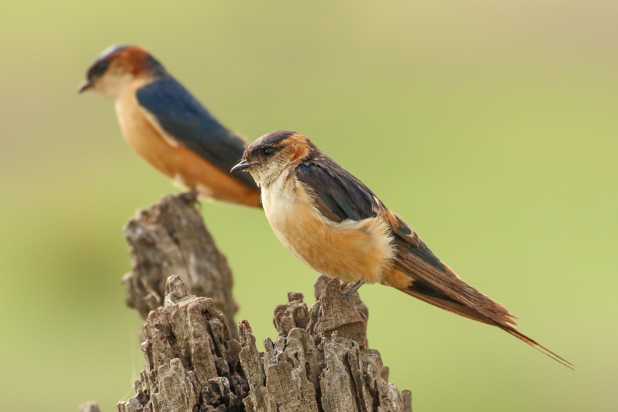 Katavi National Park Bird Guide