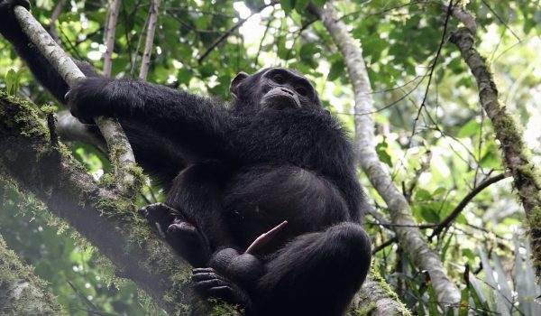 A Complete Guide To Booking A Chimpanzee Trekking Safari In Uganda