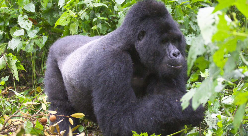 Which Continent Has Mountain Gorillas?