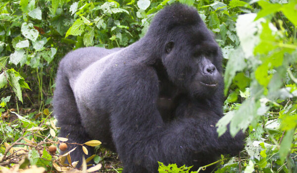 Which Continent Has Mountain Gorillas?