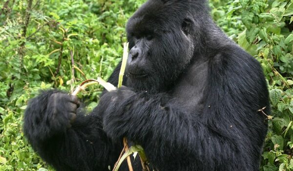 Gorilla Trekking Honey Moon Safaris