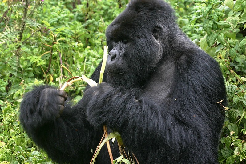 Gorilla Trekking Honey Moon Safaris