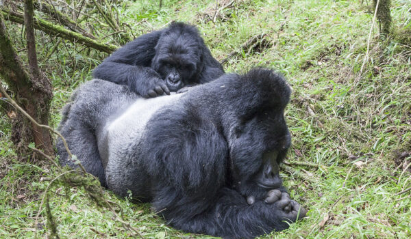 How Can I Book A Uganda Gorilla Tracking Safari?