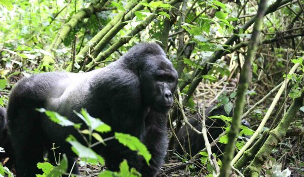 Plan Your Gorilla Safari Tours In Uganda 2024