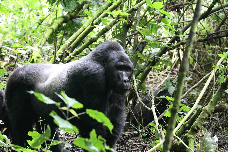 Plan Your Gorilla Safari Tours In Uganda 2024