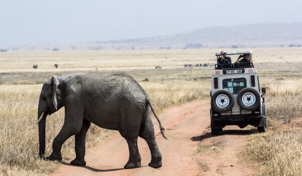 Family Friendly Safari Tours In Africa