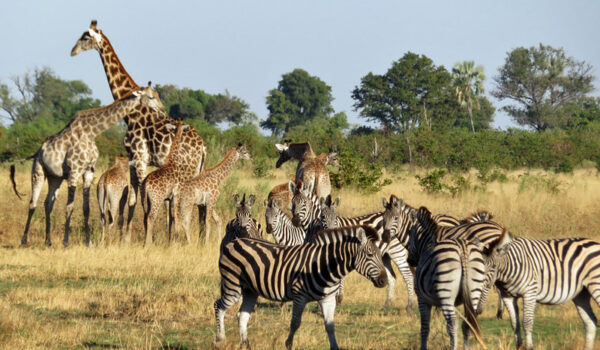 African Safaris In December